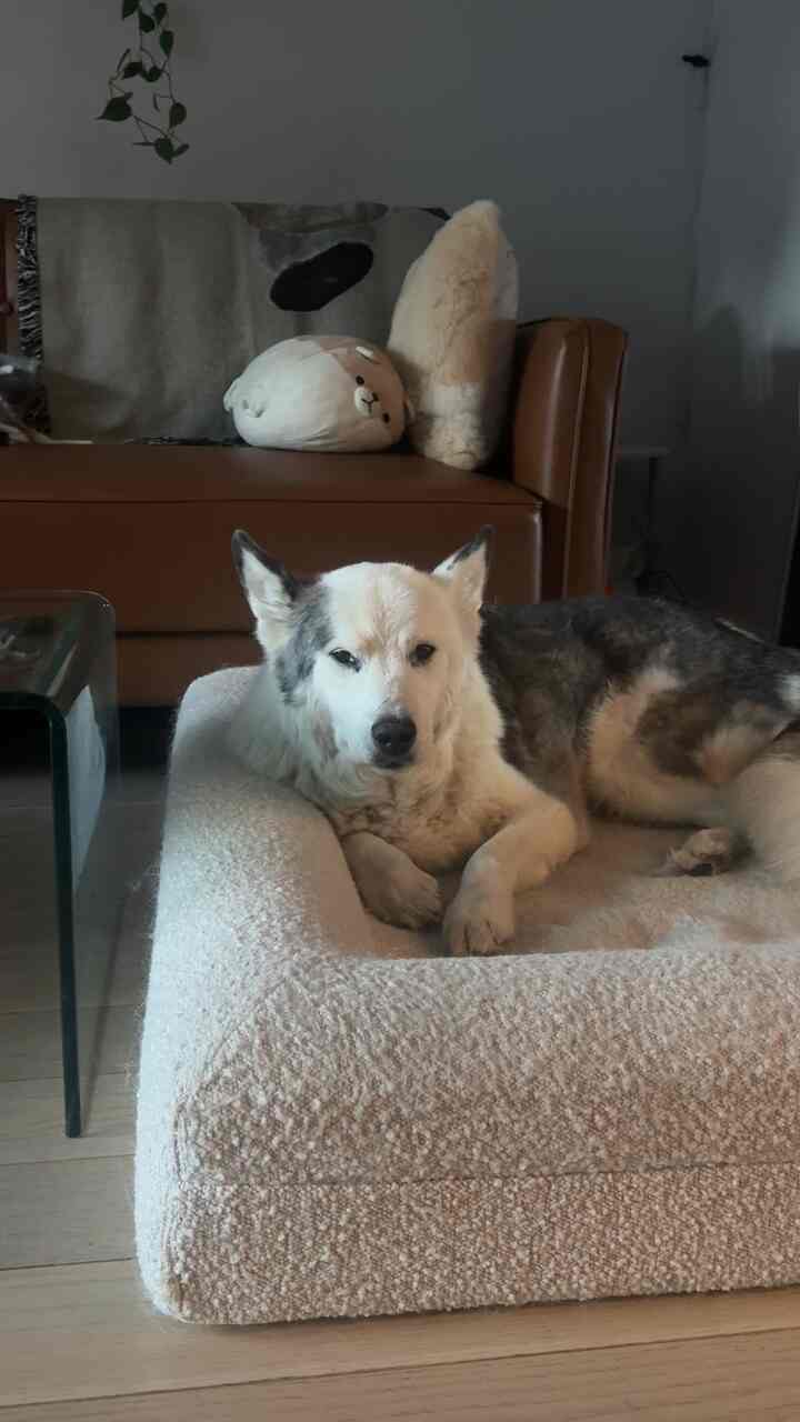 When the dog bed is the highlight because the dog is spoiled 🫶✨ #livingroominterior #dogbed 