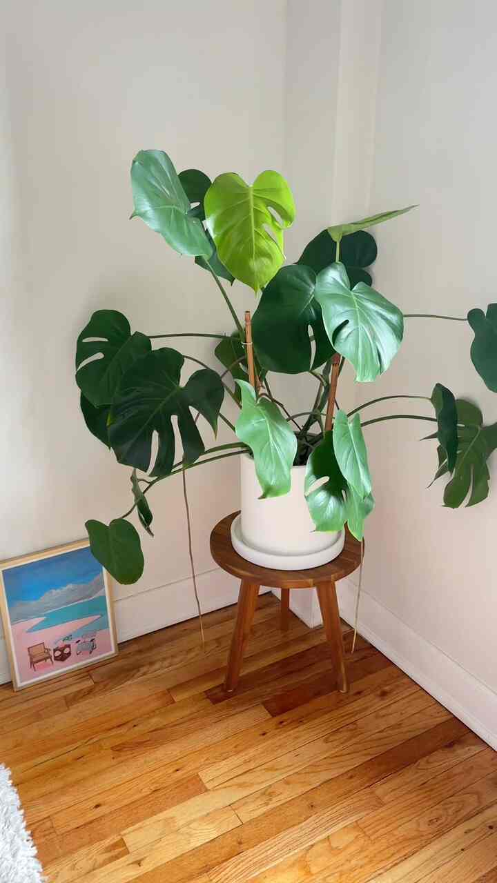 Plants are the soul of my home 🪴
#moderneclectic #eclecticdecor #plants #houseplant #bedroomheadwallinterior 