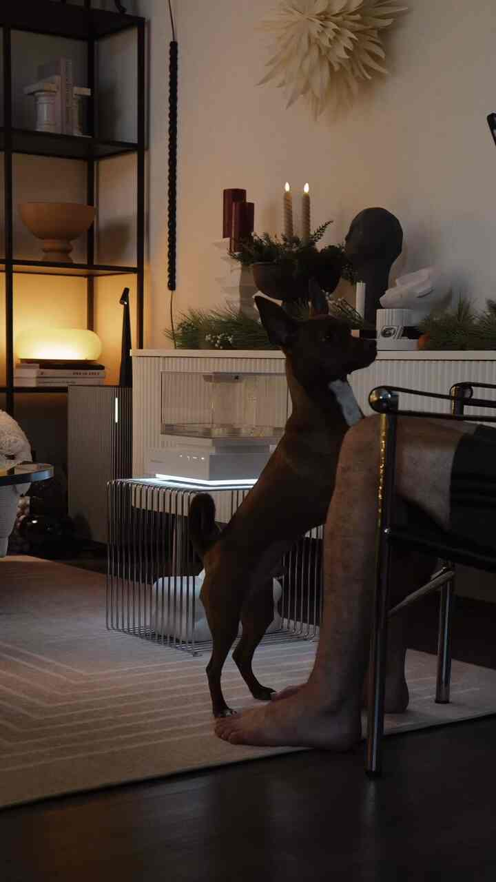 乾燥を克服する方法 💧💧

#リビングルームインテリア #livingroom #livingroomdecoration #humidifier #dog #candle #Christmasprops #christmasdeco #shelf #lamp #lightinginterior #lighting #stool #motana #tissuecase