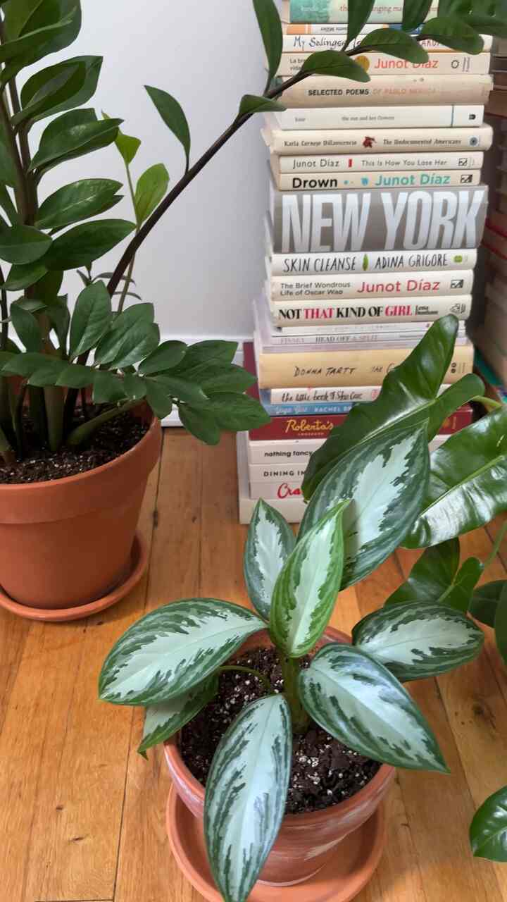 Do you think I should finally get a bookshelf or leave it like this? 👀 #moderneclectic #livingroominterior #plants #plantinterior #books #bookshelf 