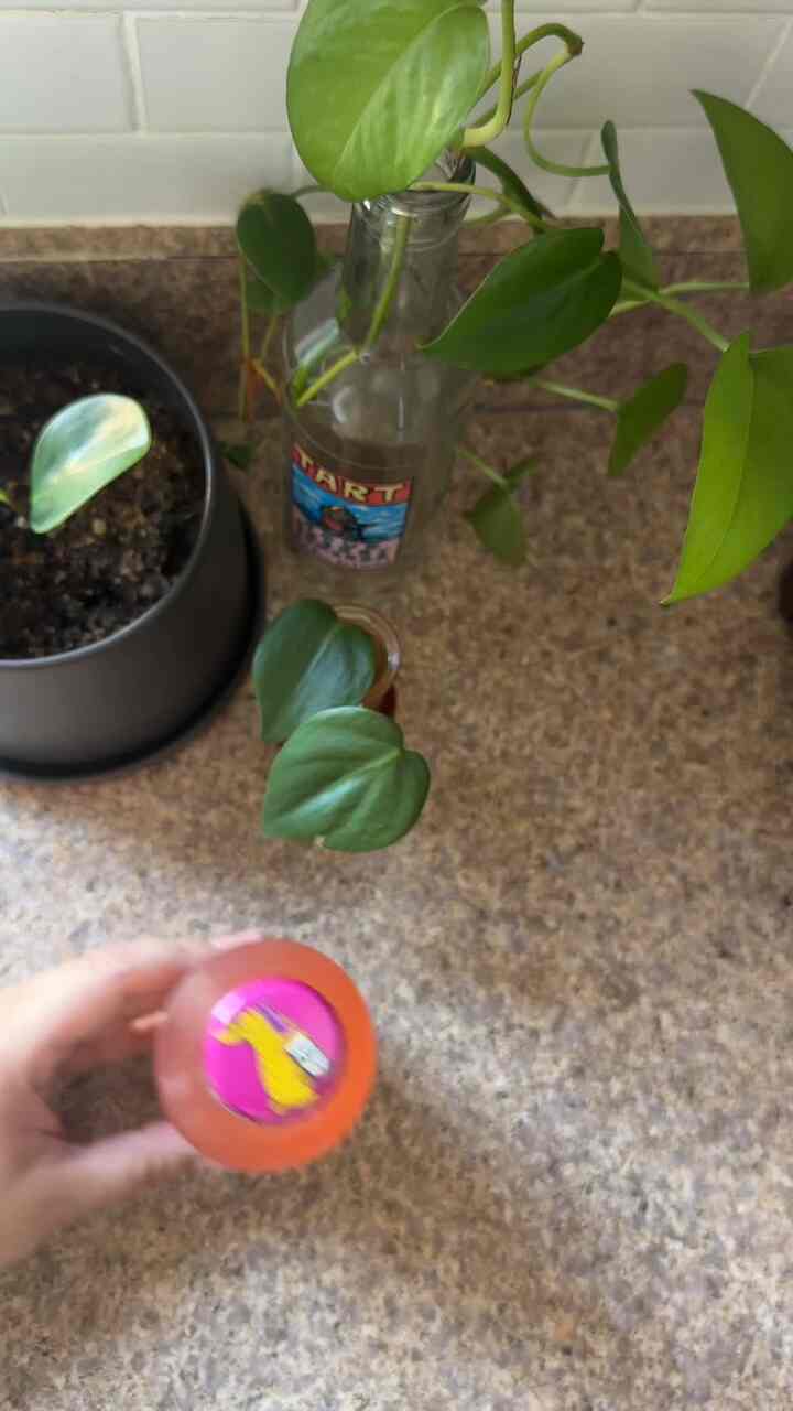 I love trying out new kombucha flavors 😋 #moderneclectic #plants #plantsinterior #kitcheninterior 