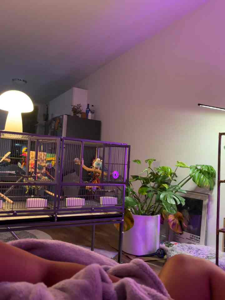 What cozy evenings eith the birds look like

#birds #pets #livingroom #apartment #monstera #boygirlapartment
#boyandgirlapartment #cozy