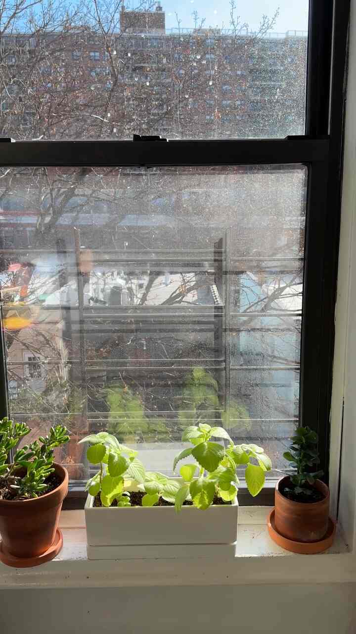 Sunny kitchen ☀️ 
#moderneclectic #sunlight #plantinterior #kitchenappliances 