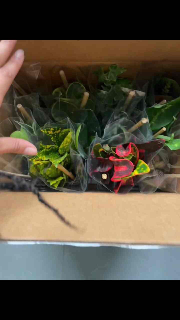 Nee plants 🌱

#plants #biophilichome #plantpot #indoorplants