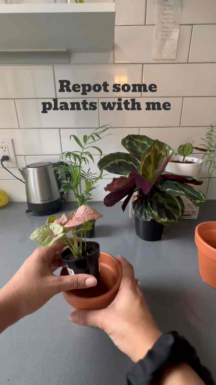 私にとって、植物の世話はセルフケアの大きな部分を占めています。家に自然を取り入れることで、自然とのつながりを感じ、自然とのつながりを保つことができます。

#spring #plantcareisselfcare #selfcare #Planterrier #naturalinterior #biophilichome #apartment #apartmentkitchen #nyc
