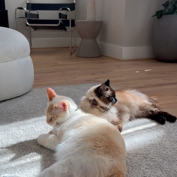 The kitties are basking in the sunlight while taking a short afternoon nap in the coziest living room rug 💤 #cats #wood #mcm #japandi #neutral #neutraldeckr 