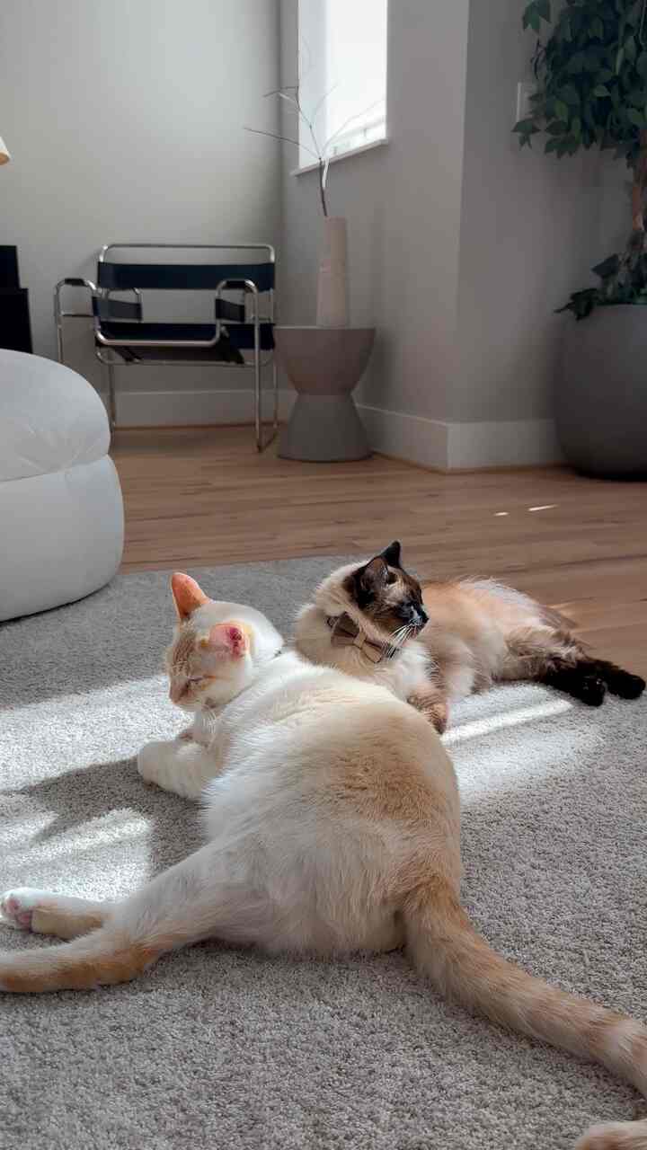 The kitties are basking in the sunlight while taking a short afternoon nap in the coziest living room rug 💤 #cats #wood #mcm #japandi #neutral #neutraldeckr 