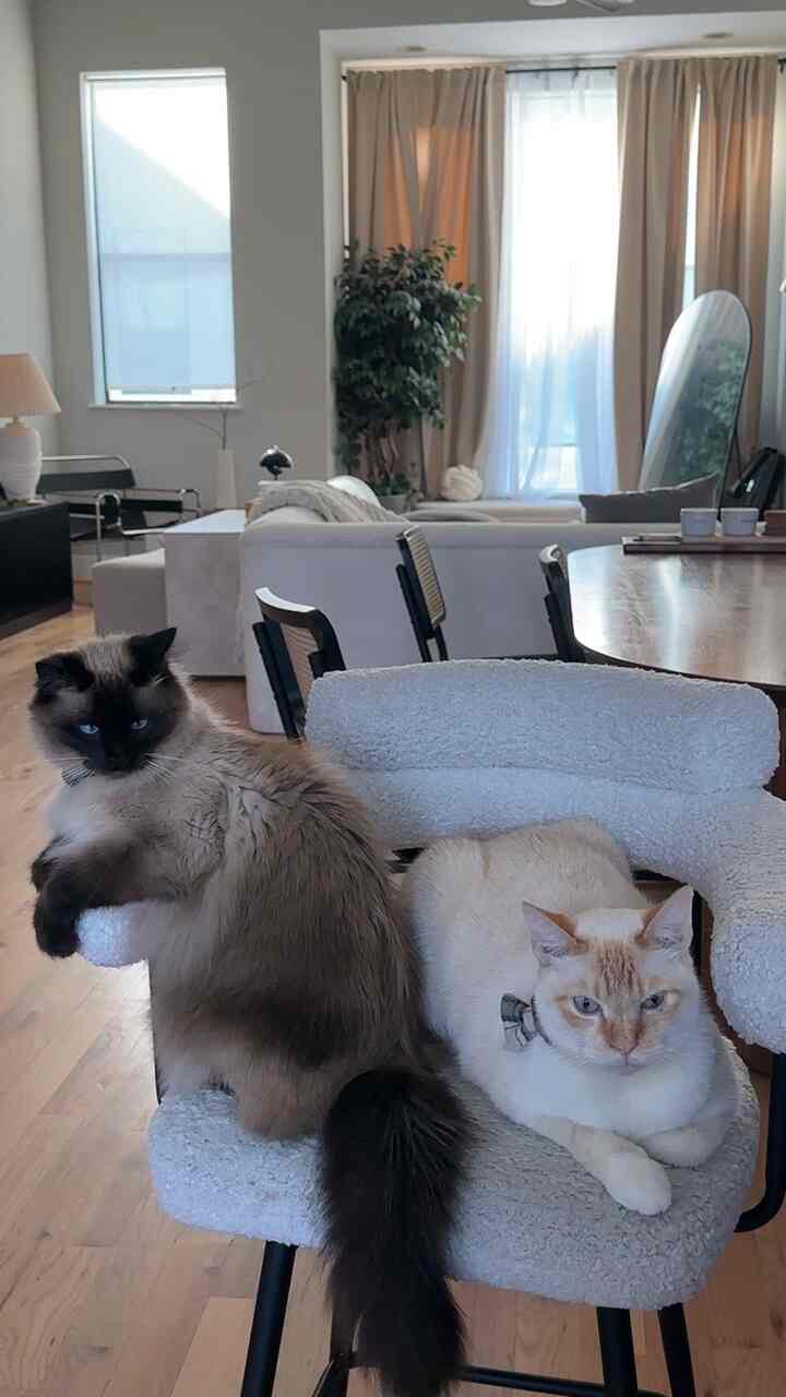 oh to be kitties chiling on a weekday afternoon in the coziest space 🩶 #japandi #wood #cozy #mcm #warmth #sunny 