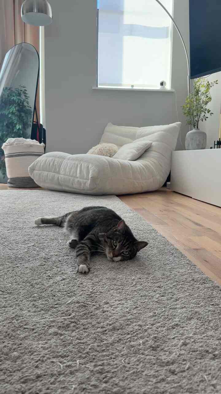 Natural-toned living room with gray rug and ivory sofa, featuring a relaxed cat creating a simple and cozy atmosphere
