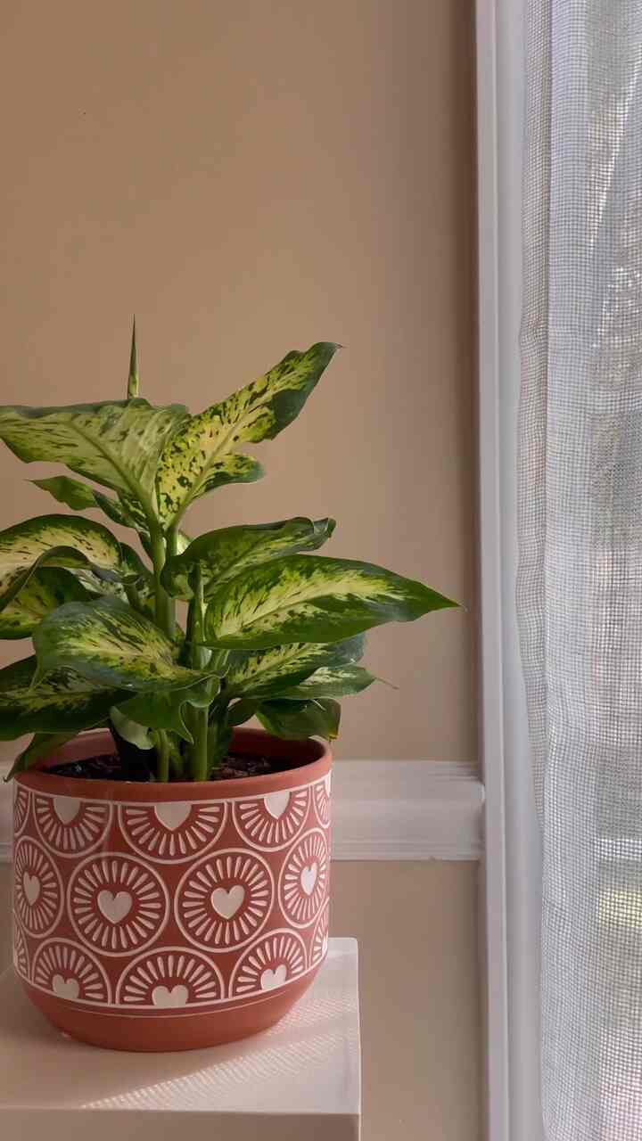 Makan siang yang nyaman di pagi yang hangat dan cerah bersama suamiku 🧡

#kopipagi #coffee #brunch #candlewarmer