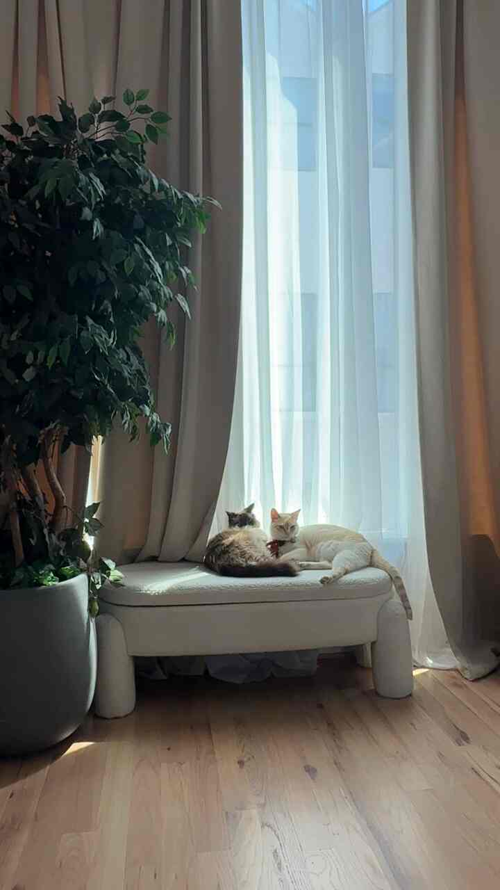 Warm tones and softer edges — and the cats who thinks they designed it all.
#CatInCharge #NaturalLiving #StillnessAndSoftPaws #CozyCleanLines #WhiskeredVibes