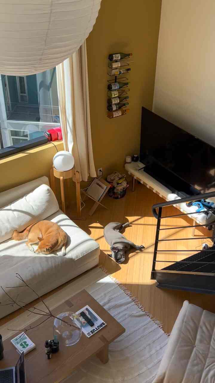 Natural brown and white toned loft living room featuring a white sofa, two dogs, wall wine rack, and cozy sunlight-filled atmosphere