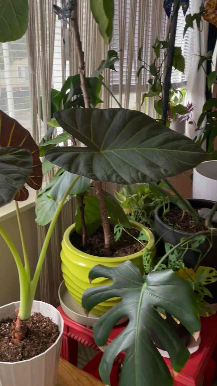 So happy to be back home after my travels— nothing like some tea and soup indoors while it rains outside! #livingroominterior #RainyDay #maximalist #boho