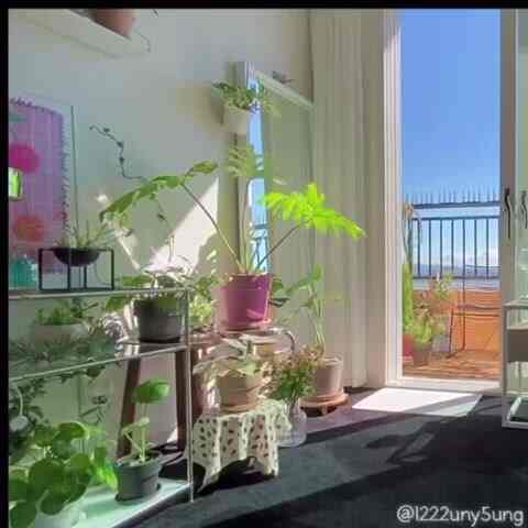Bright, white-toned studio apartment living room with abundant plants and a black rug, featuring sunlight streaming through curtains