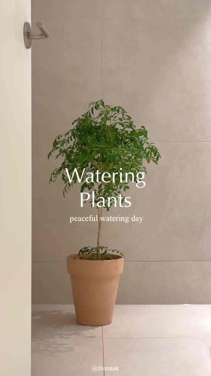 [Relaxation with companion plants]
The bathroom is filled with potted plants, so I decided to record it as a video! ☺️
After giving the plants a cool shower,
I look at the fresh leaves covered in water droplets,
and my mood seems to get refreshed as well :)