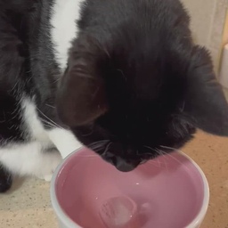 나는 밖에 돌아다니는거 좋아하는 E 지만,
고양이랑 집에서 노는게 젤은 집순이 😻