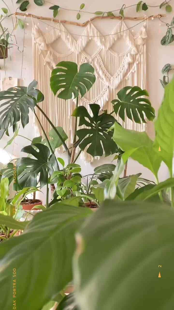 Foliage plants that are good for feng shui.✨
Foliage plants with round leaves

are good for air purification,

and they are said to bring luck to the house and create a harmonious atmosphere.

Monstera, which is loved for its exotic leaf shape,
and pepes with cute round leaves.

And even Madagascar jasmine.

They are all good plants for feng shui because they have round leaves and

give people vitality.🙃