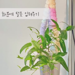 ・ 케이블커버로 만드는 화분 털옷 ・ 
오！라이프 도시농부 식물집사 솔룸입니다 :)
행잉플랜트가 추워보이길래 예쁜 털옷으로 꼬까옷 입혀주었어요. 콘센트선을 가리기 위한 남는 케이블커버가 있어서 둘러 주었는데요. 만들기도 간편하고 너무 예쁘죠? 
