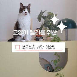 고양이 젤리를 위한 보송보송 바닥 청소법
먼저 물 1리터에 구연산 반 스푼을 녹여준 후 바닥 청소용 걸레를
담그고 물기를 꼭 짠 후 바닥을 닦아주세요
냄새, 얼룩, 꿉꿉함, 찐득거리는거 모두 해결
젤리를 수시로 핥고 바닥에 흘린것도 먹는 냥이를 위해
오늘부터 깔끔하게 바닥 관리~~
식초 냄새는 고양이가 싫어하기때문에 절대 쓰지 마세요
#젤리 #고양이젤리 #고양이바구니 #고양이스크래쳐
#스크래쳐 #소파 #반려동물 #펫테리어 #반려동물용품
#고양이 #반려묘 #집사 #고양이집 #냥테리어 #고양이용품 
#구연산  #바닥청소 #냥젤리 #냥이발 #오라이프 #오라이프추천 
