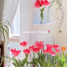 이 맛에 튤립 키우지 ㅠㅠ 너무 예쁘죠🌷✨
#식집사성장기 #베란다정원 #튤립 #튤립키우기 #베란다꾸미기 #식집사 #플랜테리어 #홈가드닝 #꽃멍 