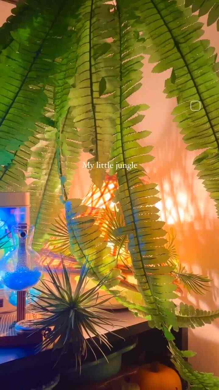 My little jungle🏕️🏝️🏖️💙

⠀

⠀

⠀

⠀

⠀

⠀

⠀

⠀

＃家の飾りグラム最高 