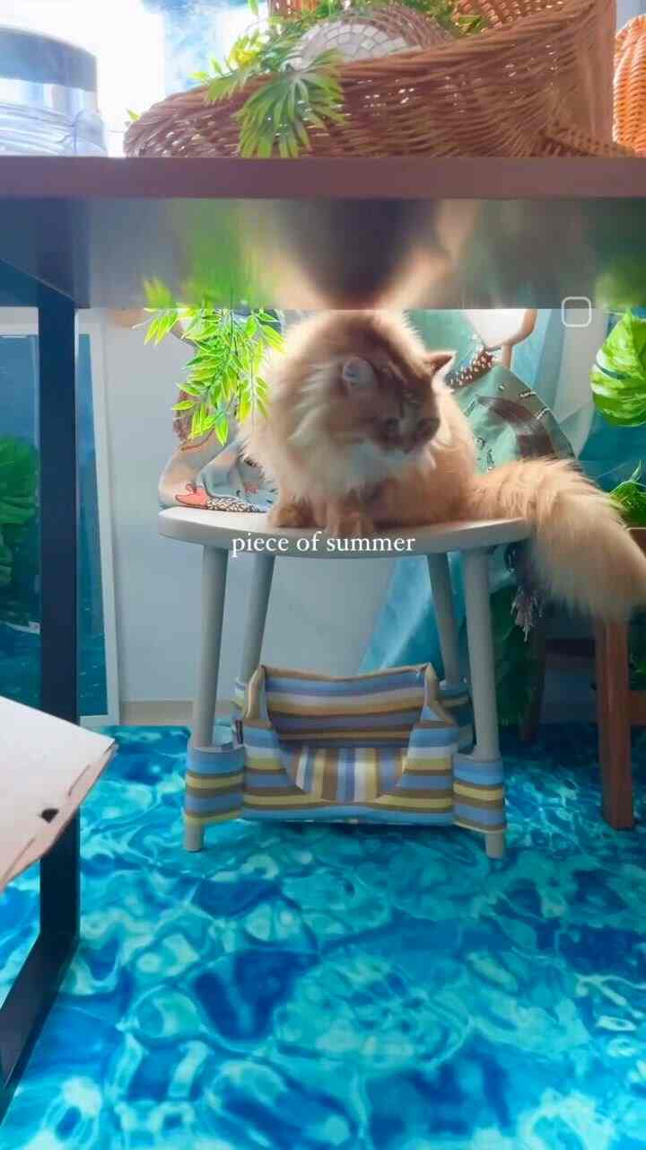 夏のダイニングルーム、ネコハナ🐱💙🌊🌊🌊
インスタ、今日の家のおもてなしコミュニケーション歓迎です💙💙💙💙＃＃＃キッチンインテリア＃猫の家＃猫＃ブルーインテリア家で買った＃今日の家で買った＃IKEA＃今日のシーン 