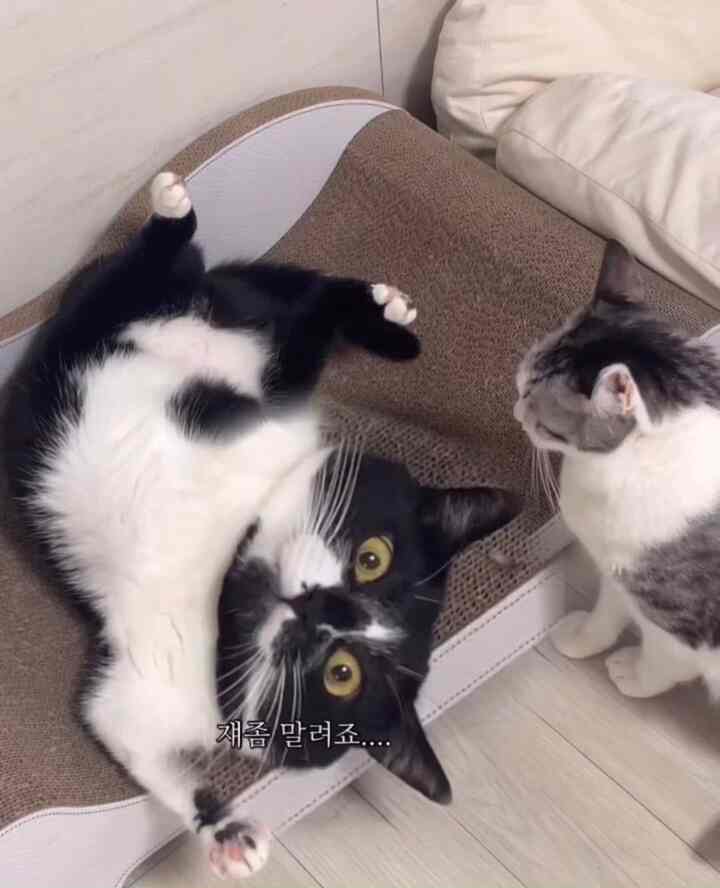 白と茶色のトーンのリビング、中央にソファとコーヒーテーブル、右側に猫とキャットタワーが配置された雰囲気のあるインテリア