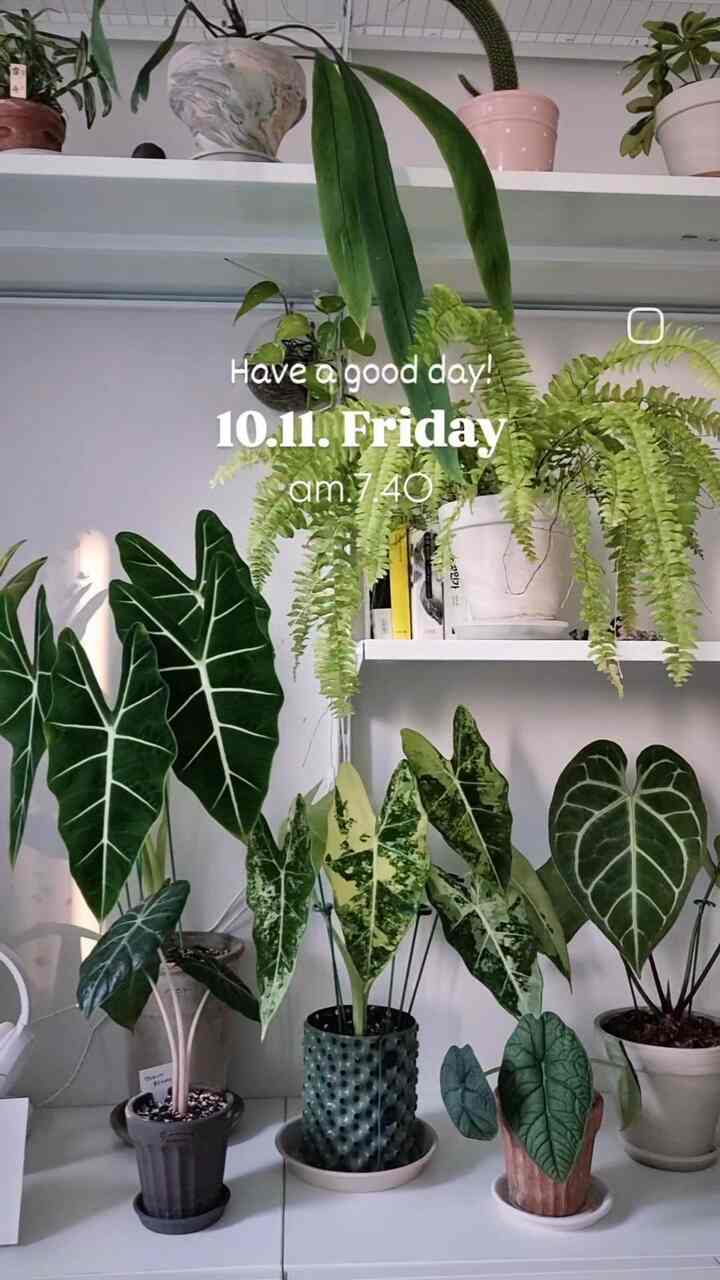 今朝🍀 Have a good  #plants #식집사 #houseplants #가드닝 #거실인테리어 #플랜테리어 #식집사일상 #알로카시아