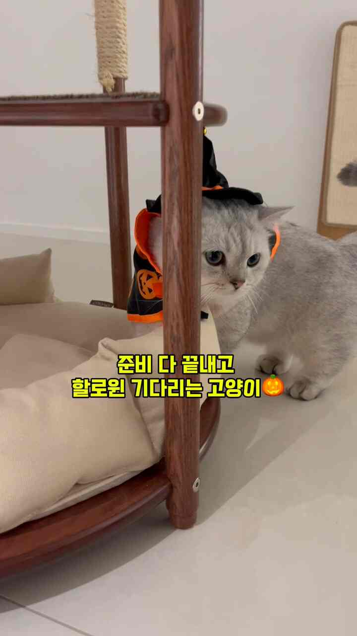 ハロウィーン猫マント 
いつもの服を嫌うニャンのために
ケープと帽子で準備しました🤣 

とても可愛すぎない😖

パーティーに早く到着してしまったニャン！ 
チュルキャンディーを待っています。 

#コーンスープ記録肉苗 