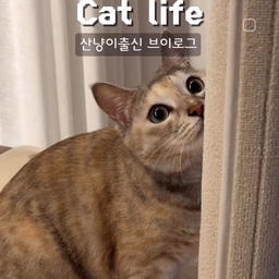 구미 일상 브이로그🐱🐾 
새 집이 생겨서 신난 귀여운 구미의 요즘 일상으로 
30초 브이로그 영상으로 만들어 보았어요:)
산냥이출신 구미는 아~주 가끔씩 산책냥이 되기도 하는데요! 풀냄새 킁킁🌱 모래샤워 뒹굴뒹굴 하는 모습 보면 첫 만남 단풍 위🍁🍂 뛰뛰하던 때가 생각나더라구요ㅎㅎ
이제 나무를 대신해 캣타워 열심히 스크래쳐 하는 구미씨🐈 스크래쳐 금방 닳아 새로 바꿔주는게 일상이었는데!
스누즈 캣타워는 교체가 손쉬워서 오래 쓸 수 있을것같아요:)
캣타워 바닥 쿠션도 마음에 드는지 아침 저녁으로 꿀잠 주무시더라구요ㅎ_ㅎ
🏷 스누즈 캣타워 T4
@seipet_official
#집사일상 #고양이가있는집 #반려동물인생세컷 #고양이 #브이로그 #냥스타그램 #제품제공 #세이펫 #세이펫캣타워 #캣타워 #스누즈캣타워 #캣트리 #캣타워추천 #냥스타그램 #해먹캣타워 #캣타워 #투명해먹 #캣스타그램 #냥집사 #펫테리어 #집사일상 #산책냥 #캣초딩 #코숏 #cat #catsofinstagram #catlover #catlife #cattower
