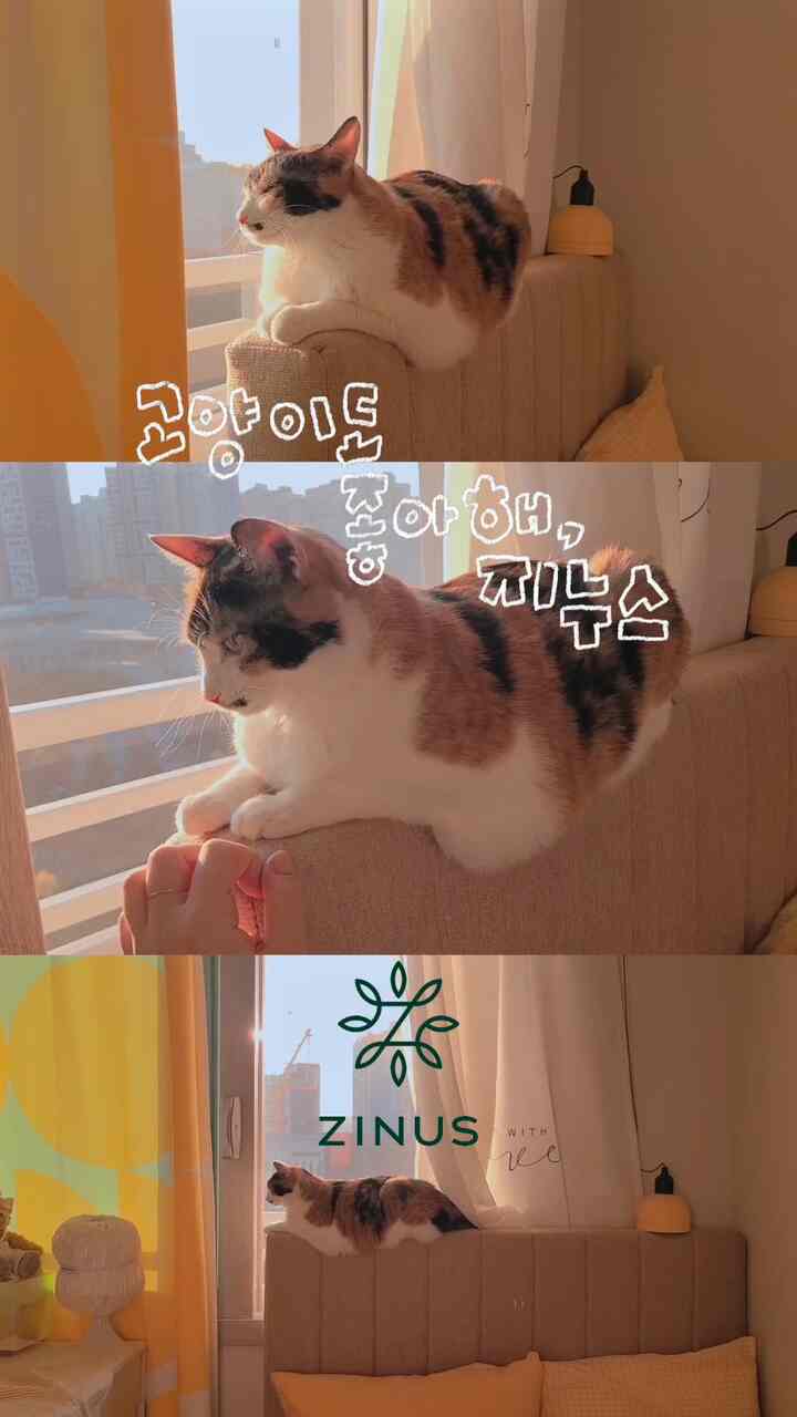 #광고 |猫も好き、ジヌス

前回YouTubeのフルバージョンでお見せした弟の飾り！
第2弾では、新たにスライド収納場も置き、ジヌスの
デビー低床フレームを設置することで、より居心地が良く快適
寝室を作ってみました。

箱ひとつに入れて手軽に宅配便で受け取る
ジヌスベッドフレームは順番にネジだけ締め付ければいい
一人でも簡単に組み立て可能で、通常の六角レンチだけでなく
手が痛くないジヌスラチェットレンチも入っていて楽です。

デビー低床型フレームは今回発売した新ベッドフレームです。
暖かいベージュカラーがとてもきれいです✨️少しテクスチャが感じられる
ファブリック素材なのでクルミもお気に入りのベッドヘッドに上がって
外見をしたよ〜ロマン猫🤭

ベッドヘッドに縦キルティングがあり、スタイリッシュでエレガントです。
ふわふわしたメモリーフォームが入ってくるのが楽しみです。
低床型フレームなので空間が広く見えるのも堅固！

ベッドフレームひとつでより居心地の良い弟部屋✨️
兄弟を飾る第2弾フルバージョンは今週YouTubeチャンネルに
アップロード予定です。多関部🫶🏻🫶🏻

✔️製品情報
▫️ジヌスデビー低床型ベッドフレーム
▫️ジヌスアルティマエアハイブリッドスプリングマットレス

-
🌿ジヌス×ドリーミングルームルーム割引コード
✔️エアメモリフォームトッパー50％割引：roomroom3_50
✔️マットレス20％割引：roomroom3_20
✔️ベッドフレーム、トッパー、ピロー、ラックスSマットレスの15％割引： 
roomroom3_15 

* ジヌス公式ホームページから～12/31まで使用可能
* 品目別割引率が違うので混乱してしまったらDMしてください🫶🏻

＃部屋を変える
#ZINUSER #찐유저 #찐유저3기 #ZINUS #지누스 #매트리스추천 #방꾸미기 #침대프레임 #패브릭침대 #침실인테리어 #아파트인테리어 #작은방인테리어 #고양이가있는집 #펫테리어 