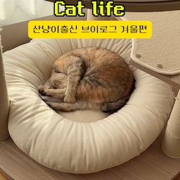 구미 브이로그 겨울편☃️🎄🐱🐾
겨울이 되면서 햇살근처, 난로 근처
따뜻한 곳만 찾아헤메는 털뭉치냥 구미의 
30초 귀여운 브이로그 영상 또 만들어봤어요💕 
구미는 차디찬 겨울을 겪기전 가을에 냥줍해서(캣초딩시절)
겨울이 얼마나 추운지 모르는 고양이인데요
가끔 창문열어주면,.. 추운지 바로 도망가버려요😂 
영상에 자주 등장하는 캣타워는 벌써 3주 넘게 사용중인데
스크래쳐가 바닥, 기둥마다 있어 구미가 너무 좋아한답니다...🐈
바닥쿠션은 구미의 뉴낮잠존 이되었구요:)
다음에 또 구미 쁘이로그로 돌아올게요✌🏻 
#집사일상 #반려동물인생세컷 #오늘장면한컷 #오늘의집에서샀어 #브이로그 #냥스타그램 #캣타워 #스누즈캣타워 #캣트리 #캣타워추천 #해먹캣타워 #캣타워 #투명해먹 #냥집사 #펫테리어 #산책냥 #캣초딩 #코숏 #cat #catlover #catlife #cattower