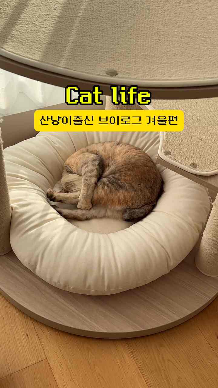 欧米のブログ冬編☃️🎄🐱🐾

冬になり、日差しの近く、ストーブの近く
暖かい場所だけを探してヘメは毛深いグミの 
30秒可愛いブログ映像また作ってみました💕 

欧米は冷たい冬を体験する前に秋に拾って（キャットチョーディング時代）
冬がどれほど寒いのかわからない猫です。
たまに窓を開けたら… 

ビデオによく登場するキャットタワーはすでに3週間以上使用されています。
スクラッチャーが床、柱ごとにあって欧米がとても好きなんですね…🐈
フロアクッションは欧米のニュー昼寝ゾーンになりました:)

次回はまたグミプイログに戻ります✌🏻  #오늘장면한컷 #오늘의집에서샀어 #브이로그 #냥스타그램 #캣타워 #스누즈캣타워 #캣트리 #캣타워추천 #해먹캣타워 #캣타워 #투명해먹 #냥집사 #펫테리어 #산책냥 #캣초딩 #코숏 #cat #catlover #catlife #cattower