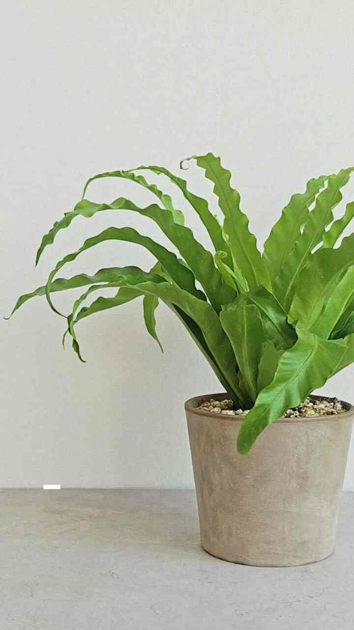 先日のアビスシダ 
とても元気によく大きくています🌿 
植物が1つずつ増えるたびに育てる方法を探してみます。
振り返ると、私はそれを食べました。
私が見つけようとしている＃植物図鑑

アビスゴサリは水が好きな植物なので 
土が乾かないようにするのが好きです。
週2回以上水を与えてしっとり保つか 
底面管水で根が十分に水を吸収できるようにしてください〜
高温多湿な環境が好きなので空中湿度を高く保っていただければ葉先が乗らずきれいに育てられますよ
敏感ではなく乾燥にも耐えやすい方だから 
初心者入門用としても良い植物ですよ😀 
シダの中で唯一の造形美を持つ雄型
魅力的なアビスシダ！ 
最近はパターンアビスもたくさん見えました。 
どちらも可愛いです💚

#アビス
＃ペットフード＃植物を育てる
＃食事集の日常 
＃ベランダガーデン＃ベランダガードニング
#ホームガードニング #フランテリア 
#plants #planterior
#homegarden #homegardening 
#indoorplants #indoorgarden
#お会いしましょう 

#ftc12期 #ftc12期話 
＃連載型シリーズ＃植物育成のヒント 
