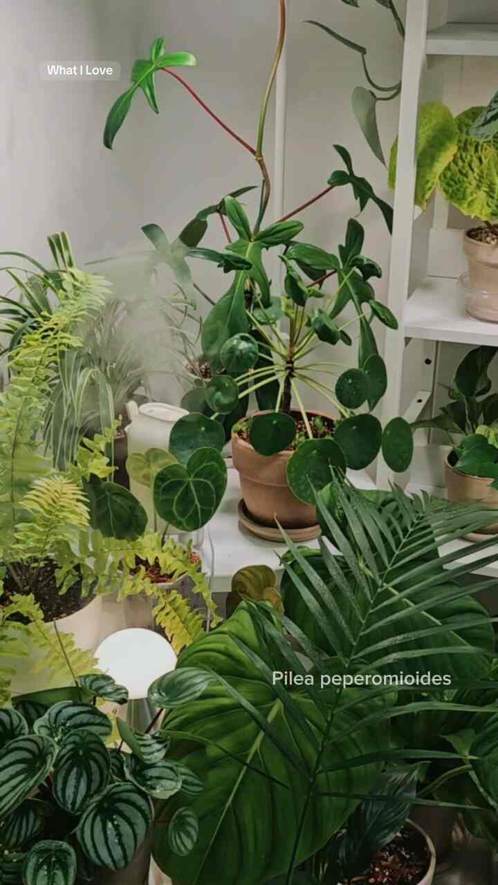 最近最愛の植物＃フィリアペペロミオイデス 

ダーグルダグジグが上がった。 
ハンファブンの5つの家族でしばらく6つの家族になりました。
いつ分離するか。暖かい春まで少し我慢してください💚 

今後の春、フィリアペペ金持ち予約ですか？ 😎 

＃フィリア・ペペ

＃かわいいテム最高です＃コンスープ記録 
#ftc12ストーリー 