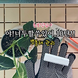 #오늘의가든 #노하우
초보식집사
야!너두할쑤있어,10탄!!!
🌿병충해 관리
✔️잎 닦아주기
원래 잎이 넓고
튼튼한 식물들은
물을 줄때 샤워기로
잎샤워를 시켜주면서
잎에 있는 벌레들을
씻어내주면 좋은데요.
잎샤워를 시키면
잎에 물방울이 맺혀서
바로 해를 받으면
잎이 타거나
잎끝이 갈변될수 있어
-물방울을 털어주거나
-닦아주거나
-그늘에서 다말리고나서
해를 받게 해줘야해요.
사실 시간이 되면
그렇게 물을 주면 되지만
직장인들은 그러기가
힘들잖아요ㅠㅠ
그래서 전 
물조리개로 흙에만 물을 주고
이렇게 가끔 물티슈로
잎을 닦아준답니다.
화분을 살살
돌려가며,
잎 앞뒤를
부드럽게
닦아주기만 하면 끝!!!
✔️해충약 이용하기
전 신기패(분필형)을
사용중인데요.
쓱쓱 화분 끝에
문질러주거나
가루를 내서 물과 섞어
분무기로 뿌려주거나
가루를 내서
흙속에 넣어주면 돼요.
가루를 낸 신기패를
흙안에 골고루 넣어주고
흙으로 덮어주면 끝!!!
⭐️해충약은
사람 피부에 닿으면 유해하고
어린이와 반려동물이
접근하지 않는 장소에서 
사용이 필요한 점
유의하며 사용해주세요!!
#초보식집사 #식집사 #플랜테리어 #식집사성장기 #연재형시리즈 #식집사일상 #식물 #식물키우기 #식물키우기팁 #식물일기 #식물인테리어 #화분 #신기패 #데크타일 #데코타일 #베란다 #베란다정원 #병충해관리 #살충제 #해충 #해충약 #벌레퇴치 #벌레차단 #벌레