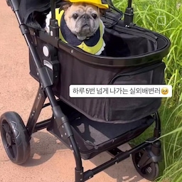 #협찬 @marketb.kr 
우리 랄라, 드디어 견생 유모차를 만났어요!!
+주말동안 갑자기 답방을 엄청 와주셨네요
감사해요 오늘 6월 마지막이니 저도 오후에 열심히 가겠습니다♥️
실외배변러라 하루에도 몇 번씩 외출해야 하는 우리 랄라🐾
지칠 땐 조용히 앉아 바람 쐬고, 주변을 두리번거리며 편안하게 냄새 맡는 모습 보면
저도 모르게 ‘이게 바로 찐이다…’ 했어요🥹
무엇보다 12.5kg 중형견인 랄라가
넉넉하게 앉아도 공간 여유 있고,
바퀴가 부드럽고 튼튼해서 덜컹거림 없이 안정감 있게 밀 수 있어요🚗
집 근처 울퉁불퉁한 길에서도 걱정 없이 잘 다녀왔답니다.
접이식이라 들고 다니기 편하고,
안전고리 덕분에 혹시 모를 상황도 대비돼서 안심돼요.
디자인까지 예뻐서 산책이 아니라 거의 드라이브 느낌이에요🖤
#마켓비 #marketb #마켓비협찬 #마켓비이벤트 #오늘의집 #반려견유모차 #댕댕이유모차 #반려견과사는집 #반려견 #집사일상 
