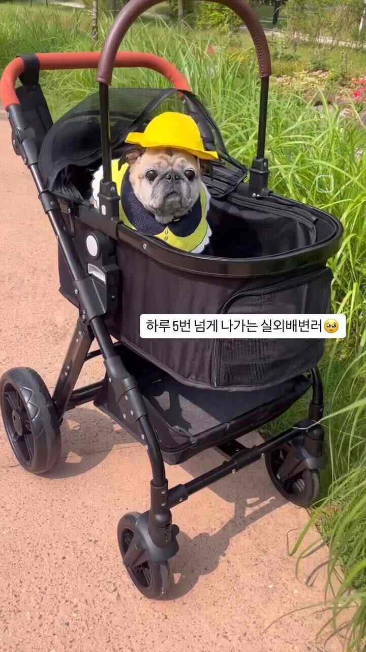 #협찬 @marketb.kr  #마켓비협찬 #마켓비이벤트 #오늘의집 #반려견유모차 #댕댕이유모차 #반려견과사는집 #반려견 #집사일상 