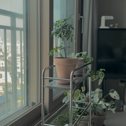 혼자 조용히 아침의 평화로움 즐기기
#거실 #거실인테리어 #거실꾸미기 #집꾸미기 #집에서제일바빠 #예쁜템최고야 #미니멀리스트모여라 #데스크테리어족 #이거살까요 #내돈내산 #이케아 #이케아조명 #이케아추천템 #삼성 #삼성tv #미드센추리모던 #미드센추리 #미드센츄리 #식집사 #초보 #엔조마리 #usm #usmhaller 