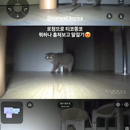 #콘수프기록집 #살림살이
너무나도 잘 샀다고 생각하는 #로봇청소기
#나르왈 #나르왈프레오z10울트라 🧹🫧
집에 있을 티코똥코 걱정에 로봇청소기를
홈캠처럼 ㅋㅋ사용한답니다
집 어디든 움직이는 홈캠이에요🥰
#로봇청소기추천 #나르왈로봇청소기 #고양이 #고양이가있는집 #우드인테리어 #강화마루 #강마루 #스크래쳐 #캣타워 #거실 #거실인테리어
