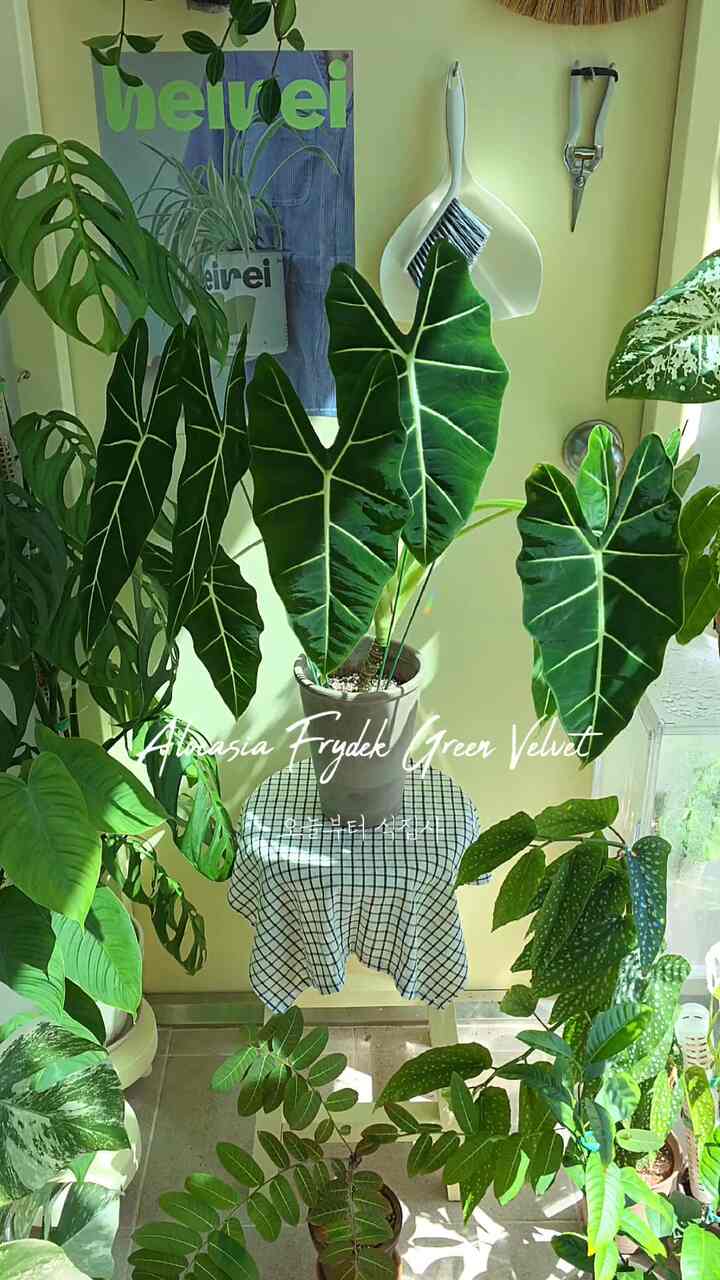 アロカシアフライデックグリーンベルベット🌿

オンラインで小物一つを購入してこんなに大品に育てました。
磁区もたくさん出して分かち合いもたくさんして🥕にもたくさん過ごしましたね。
小さな小物をもう一つ一緒に育てています。

しばらく従来より小さい葉を出してくれ、葉状の本数も減って
特段の措置をしました。

下の根の一部をダングンカットし、キーを少し下げます。
同じ植木鉢に汚れをしてくれました。
幸い、最近の葉は再び既存の葉よりも大きくなっています。
今葉状の数は8つです😍

アロカシアは大物になるほど素敵になると思います。🪴
柔らかいベルベットの質感 鮮やかな葉脈が魅力です！

🏷アロカシアを育てるためのヒント！
⚡️速土まで乾かすと水周期（過湿に脆弱）
⚡️根の量に合った鉢植えの使用（無条件に大きな鉢植え❌️）
⚡️支持台の使用（きれいな手型キャッチ、下への葉のたわみ防止、ハ葉遅延）
⚡️定期的に葉の前後に水をシャワーさせる（恋愛害虫防止）
⚡️たまにアル肥料を入れてくれる（葉が少し大きくなっています）

家のどこに置いても存在感があり、素敵なアロカシアフライデック
育てない理由はないでしょう！？💚

＃コンスープ記録集＃コンスープフィルム