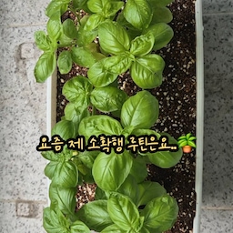 #콘수프필름
요즘 제 소확행 루틴은요
씨앗부터 재배한 바질 & 묘목부터 기른 커피나무 관찰하기입니당
너무나 귀엽지 않나요 ☺️☺️
#다이소추천템 #베란다화단 #자급자족 #일상공유
#소확행 #식물인테리어 #플랜테리어 #식집사 #식물인테리어 #식물일기 #식물키우기 #식물한스푼 #식집사성장기 #바질키우기 #바질화분 #화분인테리어 #화분받침대 #초록인테리어 #커피나무키우기 #베란다인테리어 #소통 #숏폼 #영상 #식집사추천템 #내돈내산 #맞팔 #자연주의 #초보식집사 #키우기쉬운식물