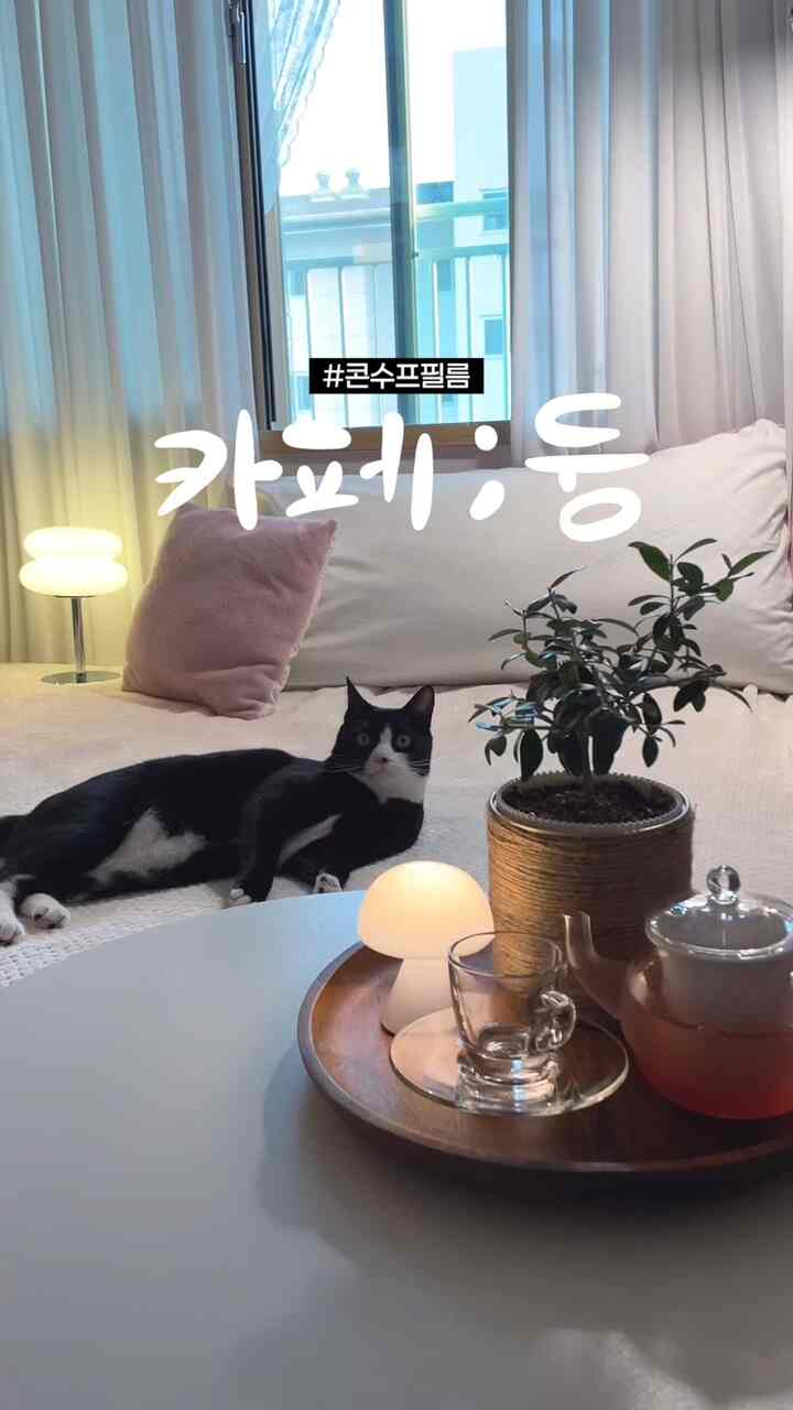 #コンスープ
[カフェ;ドン]トンボと一緒に寝室のカフェ
ゲストが知っているので、それを取り除く必要があります
セルフサービスカフェです！

＃ホームカフェ＃ホームカフェインテリア＃ベッドルームインテリア
＃寝室＃寝室を飾る＃照明＃ティーカップ＃ガラスマグ
＃レクソンミナ＃レクソン＃居心地の良い＃ホワイトウッド＃ホワイトベッドルーム
＃ホワイトベッド＃植物＃植民地時代＃植物を育てる＃オリーブの木
＃ダイソーポット＃猫＃タキシード猫＃キムドン＃猫の家
＃ペットの動物＃ペットの墓＃今日のお尻
#カフェ
