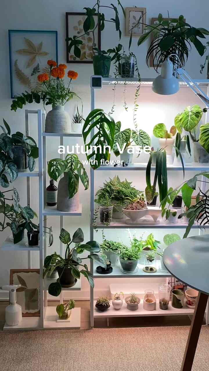 #콘수프필름 

🍁新しい秋のヴィンテージの花瓶🌿

ジェニーガーデンXアベクラネイチャーの新しい花瓶が到着しました。
割引時に今この機会です。

すぐに豪華でヴィンテージのムードに
すべての心が奪われた花瓶🤎

ちょっとしたみかん色のマリーゴールドを差し込んでも🧡
大王大栗エスク水差しを挿しても🌿
素敵に消化するヴィンテージなテクスチャの花瓶🫧

何よりも秋に素敵によく似合います🍁

植執事へ
私の花や植物をきれいにする花瓶 
無条件愛ですよ😊💛

花瓶は今週木曜日まで工具すると言う
安い時は走ってみてください💚

見るほど、目からはずれています。 完全満足🥹💐
愛してるアベック

🏷️@jenny__garden 
🏷️ @_aveclanature_  #플랜테리어 #화병 #아베크라네이처 #아베크라네이처화병 #homedecor #식물 #식물인테리어 #식물키우기 #수경재배 #수경식물  #식물선반 #식물조명 #식물등 #티테이블 #스탠드조명 #북스탠드 