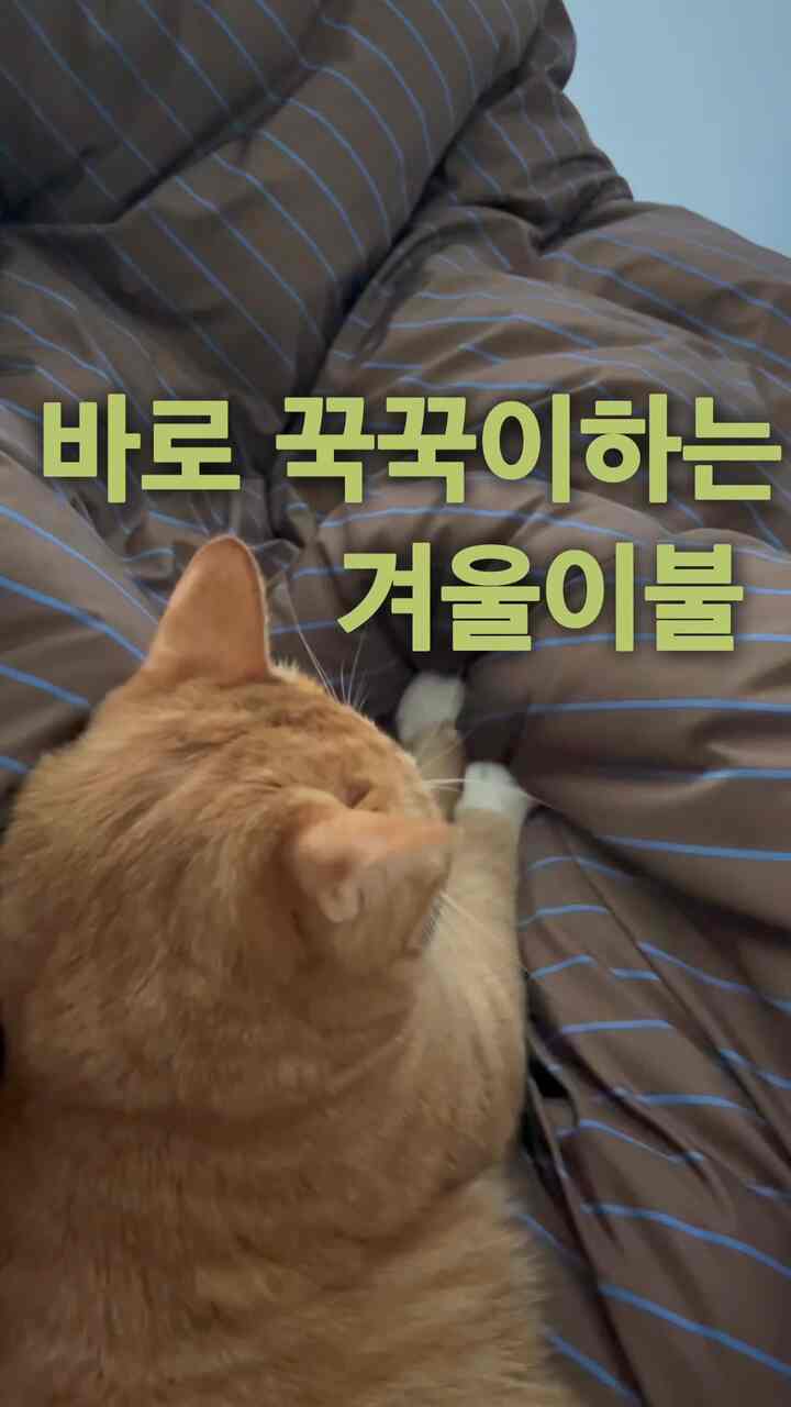  #극세사 #알러지케어이불 #침구세트 #침구 #이불 #브라운 #고양이 #꾹꾹이 #집사일상 #펫테리어  
