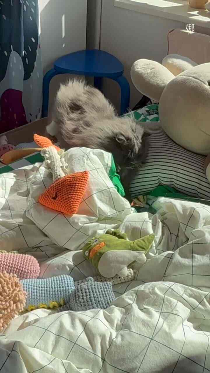 白い寝具とクッションが配置された寝室で、灰色の猫が日差しを浴びてくつろぐ雰囲気のある空間