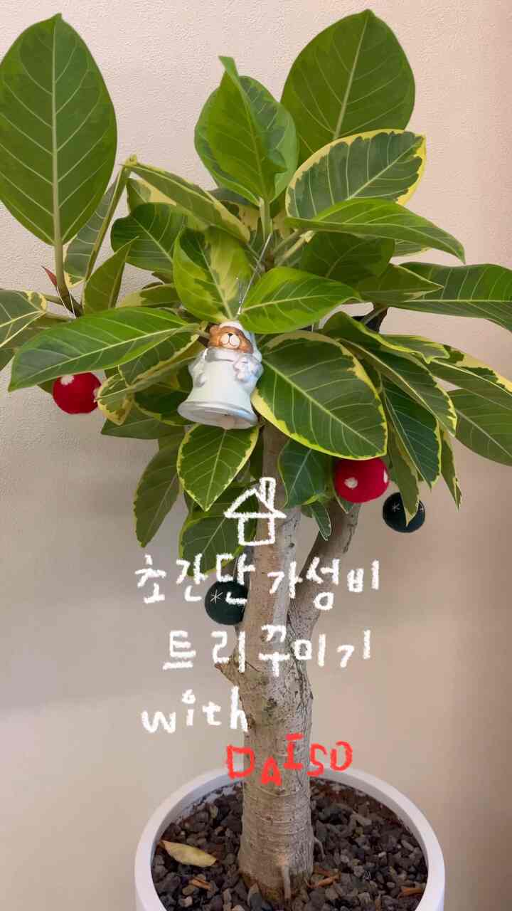 ダイソームで超簡単なコスパツリーを作る🧸🎄

木を買うのは面倒です。  #크리스마스트리 #다이소추천템 #다이소 #크리스마스트리만들기 #트리꾸미기 #크리스마스소품 #벵갈고무나무 #초보식집사 
