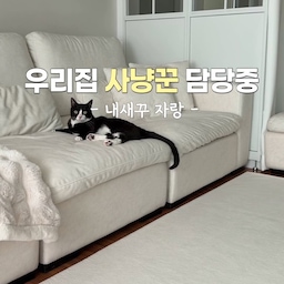 #콘수프필름 #내새꾸자랑
내새꾸와 함께하는 주말 소중해요 !
둥이가 좋아하는 공놀이 하면서 놀아요 ㅋㅋ
둥이도 저도 내년부터 다이어트 하기로 해서
미리 워밍업중이랍니다 ㅋㅋㅋㅋ
펫러그 깔아서 인테리어적으로도 밝아보이고
둥이가 뛰어다닐때 크게 미끄럼이 없어서
안심하고 놀 수 있겠더라구요!
소파도 푹신해서 뛰어들기도 딱 좋은지
소파로 다이빙하는 둥이에요 ㅋㅋㅋ
예전에는 공놀이 한번하면 30분은 기본이었는데
둥이도 힘든지 10분정도면 드러눕네요 ㅋㅋㅋ
#맞팔 #소통 #고양이일상 #고양이자랑 
#고양이와함께사는공간 #펫테리어
#고양이가있는집 #턱시도고양이 #따봉둥이
#따봉고양이 #김둥 #가벽 #패브릭소파
#릴리브 #러그 #펫러그 #먼지없는러그
#털안붙는러그 #털안박히는러그 
#고양이러그 #미끄럼방지러그 #모듈소파
#화이트인테리어 #화이트우드 #화이트거실
#집사일상 #집사일기 #고양이일기
