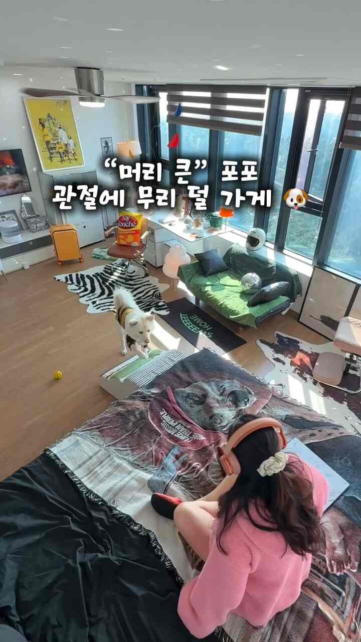 AMBO ペット ソファベッド T031［5色］を使ったコーディネート 3