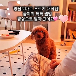 💗방울토마토 킬러 곰이의 간절한 조르기 영상! ㅋㅋ
아빠 다리를 툭툭, 테이블을 톡톡 건드리는 모습이 너무 귀여워서 
얼른 영상으로 담아봤어요~😍
곰이는 결국 방울 토마토를 맛있게 잘 먹었답니다 ❤
#오늘의집 #강아지 #반려견 #댕댕이 #강아지스타그램 #멍스타그램 #집사일상 #펫스타그램 #강아지일상 #귀여운강아지 #푸들  #콘수프기록집 #마이펫다이어리 #강아지와함께사는집 #댕댕이일상 #반려견과사는집 #맞팔 #맞팔환영